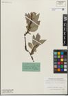 Foto von Salix glabra Scop.